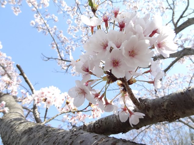 岡場公園の桜